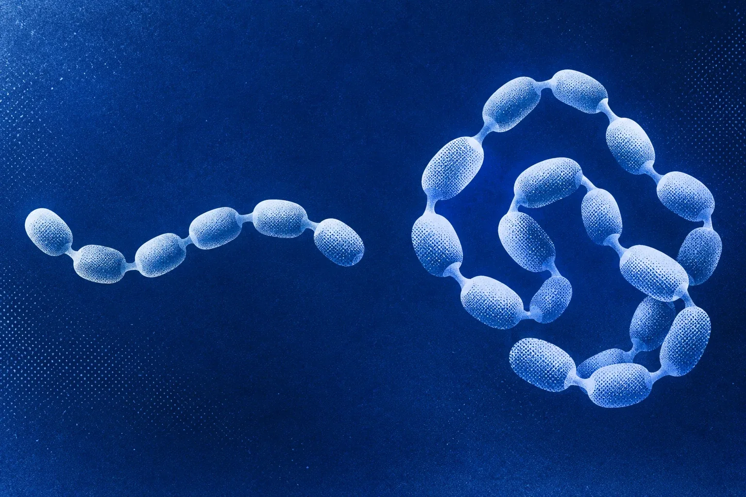 A short chain beside a longer, folded chain on a cobalt field, an abstract comparison of connected amino-acid building blocks.